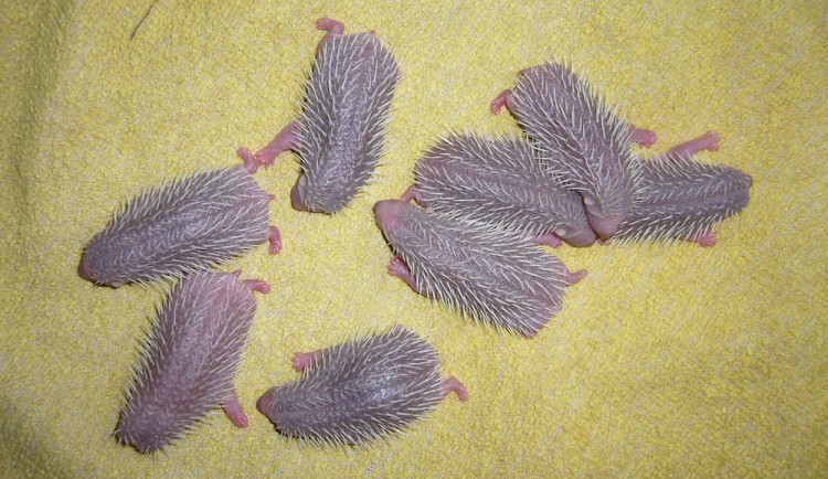 Smutný konec záchrany mláděte jeřába i taxi pro kachny. Záchranná stanice Archa loni ošetřila 1551 zvířat