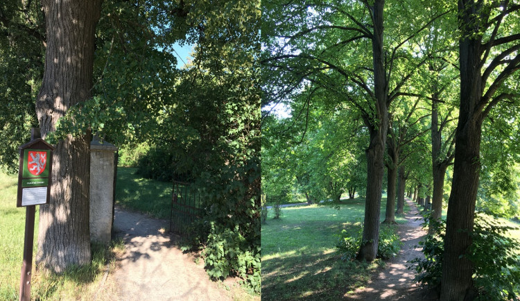 Brno má druhou nejhezčí alej v Česku, v anketě bodovaly maloměřické lípy