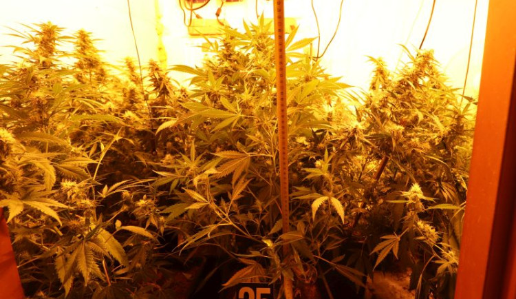 Část jedné z pěstíren