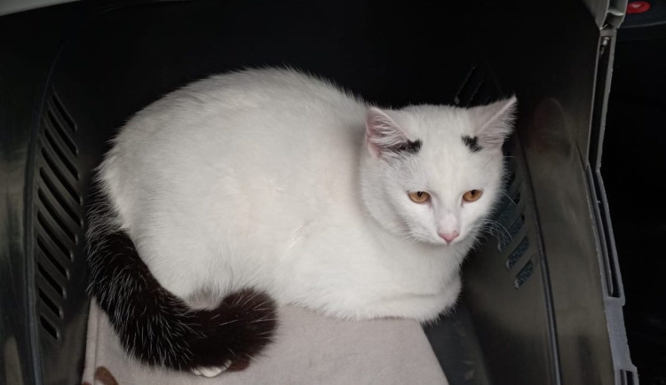 Žena v afektu vyhodila kocoura ze sedmého patra, hrozí jí pět let vězení