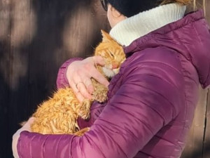 Kočka spadla do desetimetrové studny, zachránili ji hasiči lezci