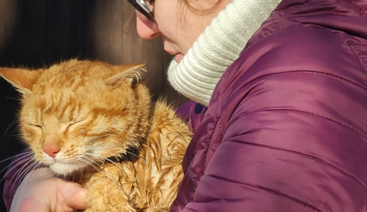 Zchráněná kočka.