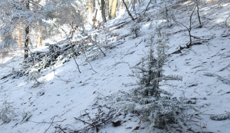 Vysazený tis na Ještědském hřebeni.