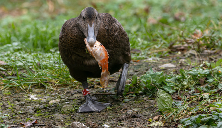 Zoo přivezla do Brna obří masožravé kachny. Vynikají hlubokým hlasem