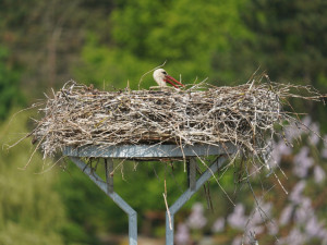 Energetici přesouvají čapí hnízda ze sloupů. Ptáky chtějí ochránit před zraněním elektrickým proudem