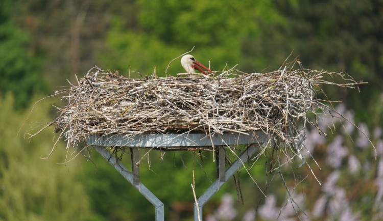 Čapí hnízdo na podstavci.