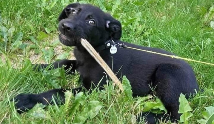 Utýraný pes, když byl štěnětem.