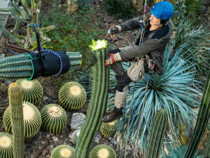 Pětimetrový kaktus v botanické zahradě museli zkrátit, nebyl stabilní