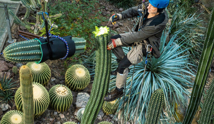 V liberecké Botanické zahradě museli zkrátit kaktus.