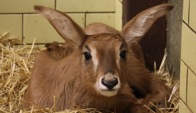 Sameček antilopy koňské.