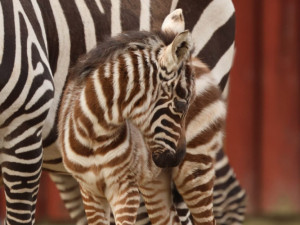 V zoo se narodilo mládě zebry bezhřívé, jednoho z nejvíc ohrožených savců na světě