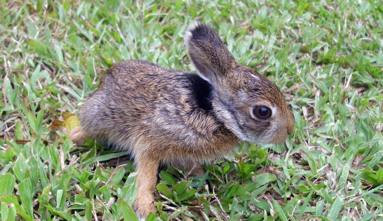 Lidská pomoc může mláďatům často uškodit. Kontaktujte nejdřív odborníky, radí záchranné stanice
