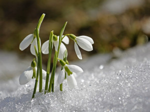 V Libereckém kraji se bude oteplovat. Celý týden doprovodí sněhové či dešťové přeháňky