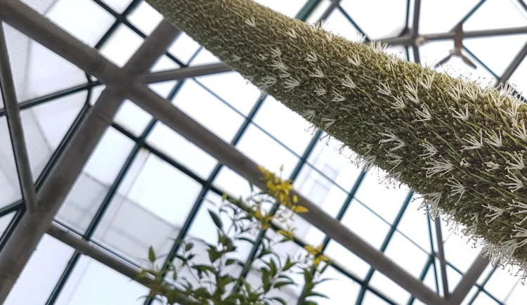 V botanické zahradě se dočkali, stoletý žlutokap vykvetl. Zajděte se podívat
