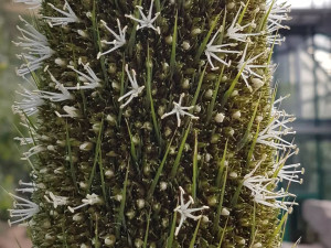 V botanické zahradě se dočkali, stoletý žlutokap vykvetl. Zajděte se podívat