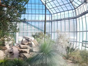 V botanické zahradě se dočkali, stoletý žlutokap vykvetl. Zajděte se podívat