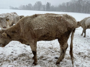 Stádo skotu na Jablonecku trpělo bez krmiva, majitel se nestaral. Veterina mu krávy odebrala