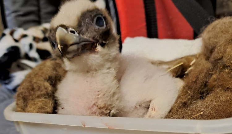 Mládě orlosupa bradatého.