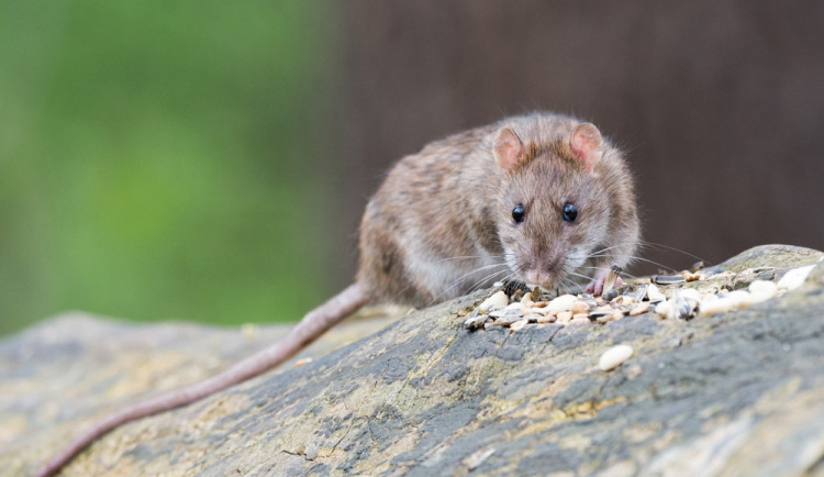 Liberec nechá provést deratizaci třikrát za rok. Reaguje na mírné zimy