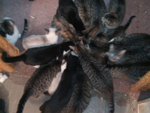 Veterináři odhalili v centru Liberce množírnu koček, chovateli odebrali 23 zvířat
