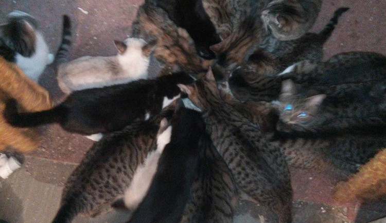 Veterináři odhalili v Liberci množírnu koček, chovateli odebrali 23 zvířat