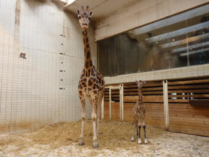 V liberecké zoo uhynula samice žirafy Rothschildovy, zůstal jí jen samec a mládě
