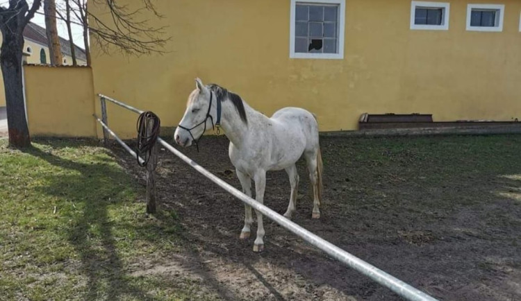 Poutníkovi z Asie uprchl na jižní Moravě kůň. Proběhl se do Rakouska