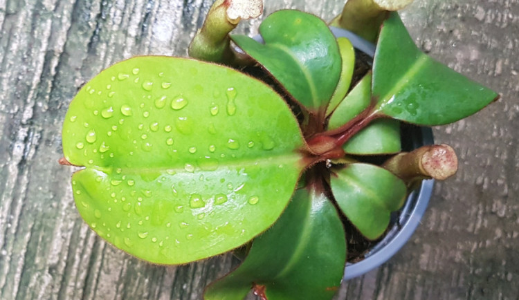 Kriticky ohrožená masožravá rostlina z Bornea.