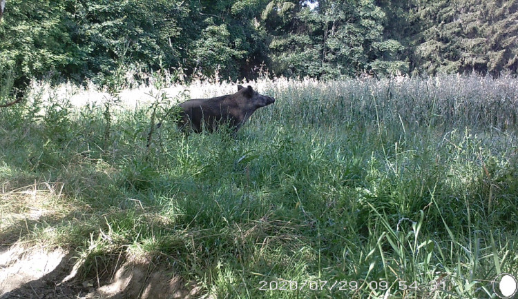 Divočák, který zahnal turistu.