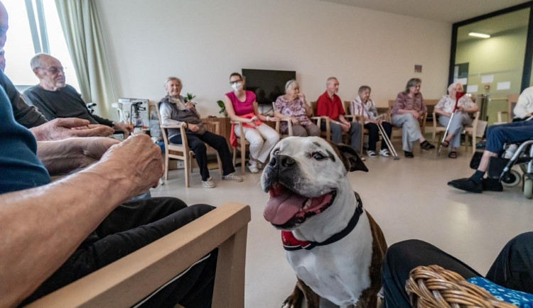 Dáreček při canisterapii v libereckém domově.