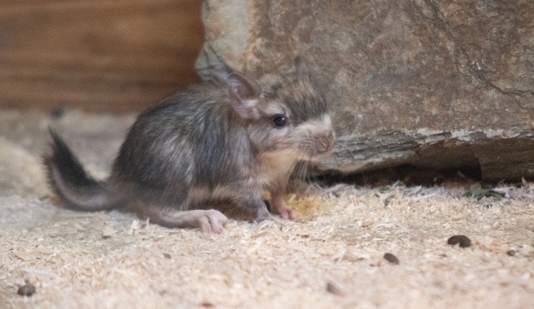 V liberecké zoo se poprvé narodila mláďata viskač. Raritní druh v jiné zahradě u nás není