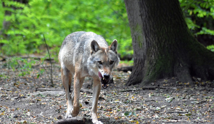 Vlčí smečka na Šumavě roztrhala daňky. Počet útoků klesá