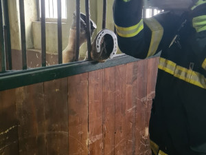 Koně uvízlého kopytem v mřížích vyprostili profesionální hasiči