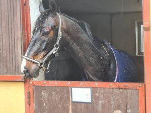 Koně uvízlého kopytem v mřížích vyprostili profesionální hasiči