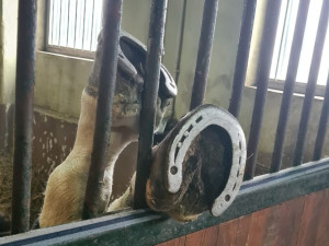 Koně uvízlého kopytem v mřížích vyprostili profesionální hasiči