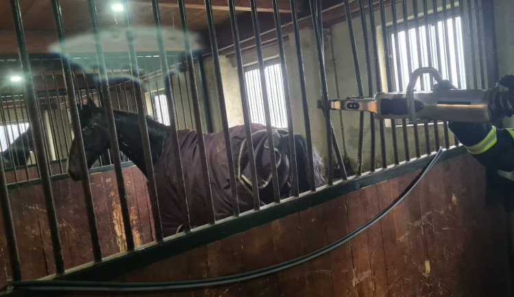 Kůň krátce po záchraně.