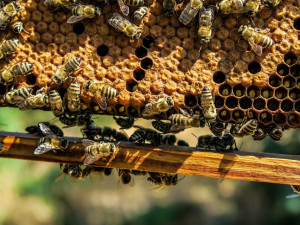 Výrobce medu: Za letošní zimu v Česku uhynula asi polovina včelstev