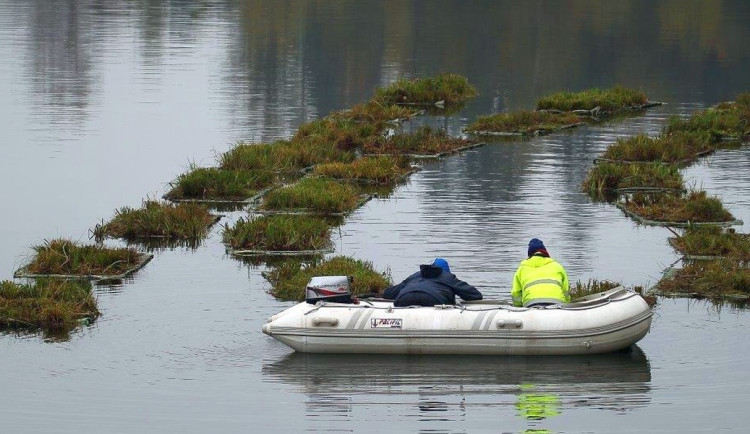 Plovoucí zelené ostrovy na přehradě Mšeno.