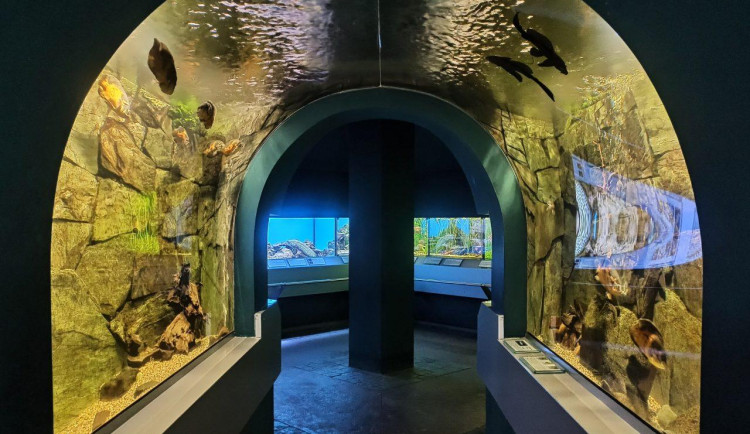 Akvárium botanické zahrady Liberec.