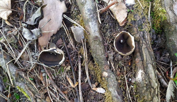 BLOG: Chřapáč běločerný - vzácnější jarní houba