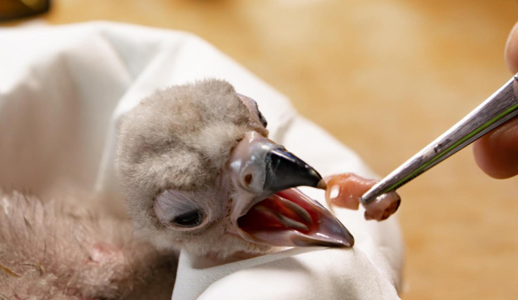 Mládě supa hnědého.