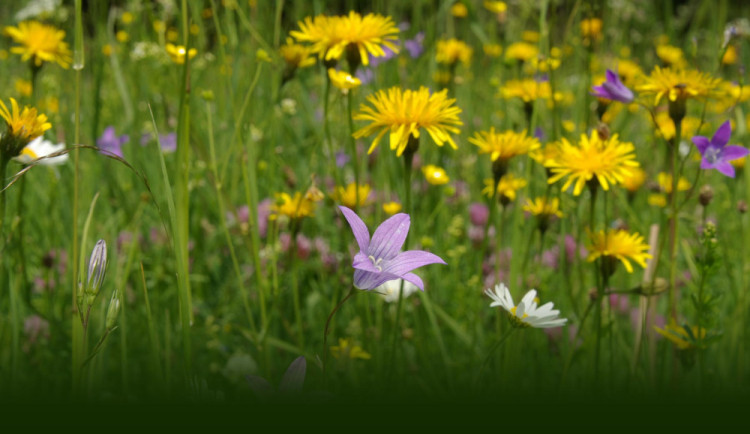 V Krkonoších lze žádat o příspěvek na péči o trvalé travní porosty