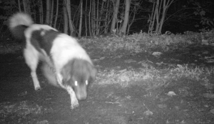 Pes, kterého zachytila fotopast.