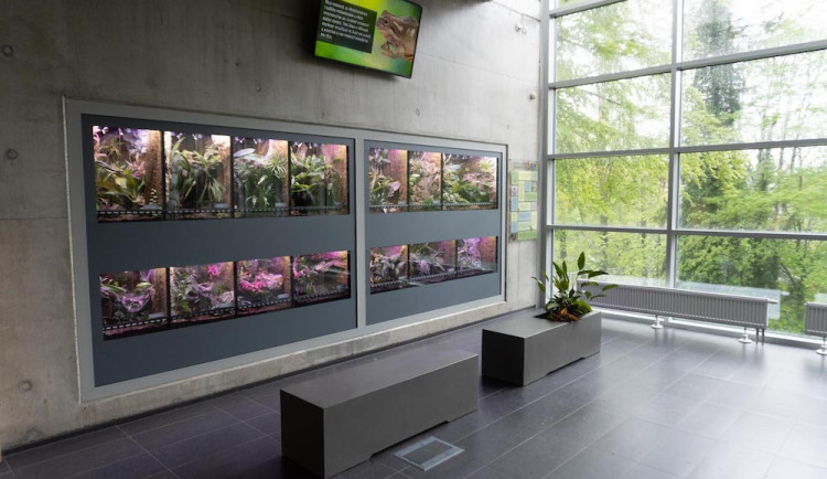 Zoo má novou expozici pro tropické žáby. Hostí čtrnáct druhů