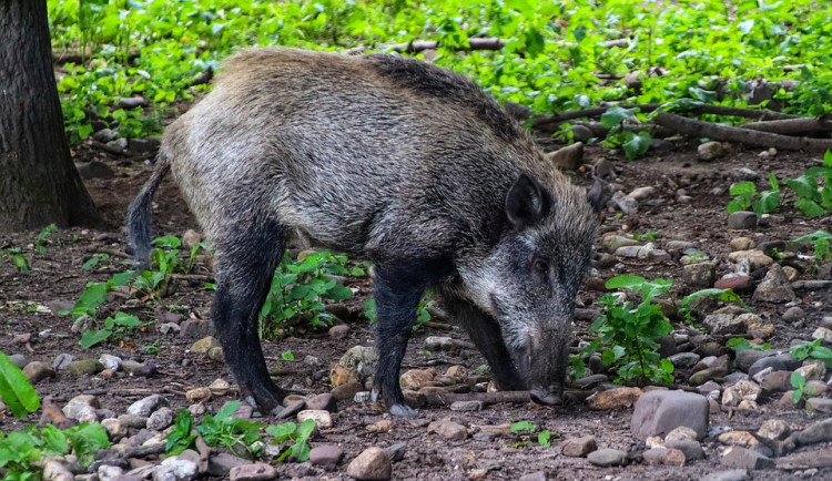 Africký mor prasat se šíří do vnitrozemí. Uzavřené pásmo sahá až za Máchovo jezero