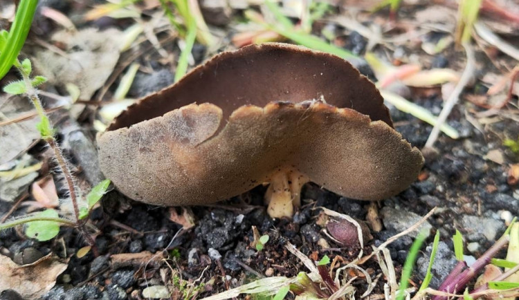 BLOG: Chřapáč Quéletův, aneb i na sídlišti se dají najít vzácnější houby