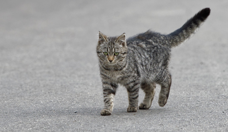 Zloděj ukradl odchytovou klec na kočky, organizace vyzývá, aby ji vrátil