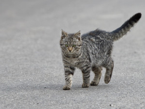 Zloděj ukradl odchytovou klec na kočky, organizace vyzývá, aby ji vrátil