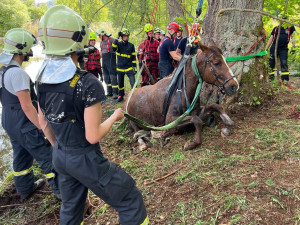 Hasiči zachránili koně, který uvízl v bahně. Použili síť a kladku