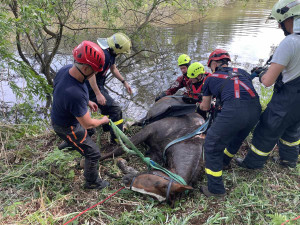 Hasiči zachránili koně, který uvízl v bahně. Použili síť a kladku